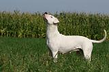 DOGUE ARGENTIN 354